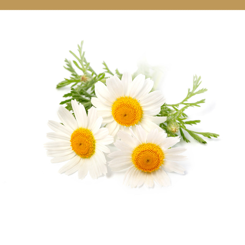 Calendula